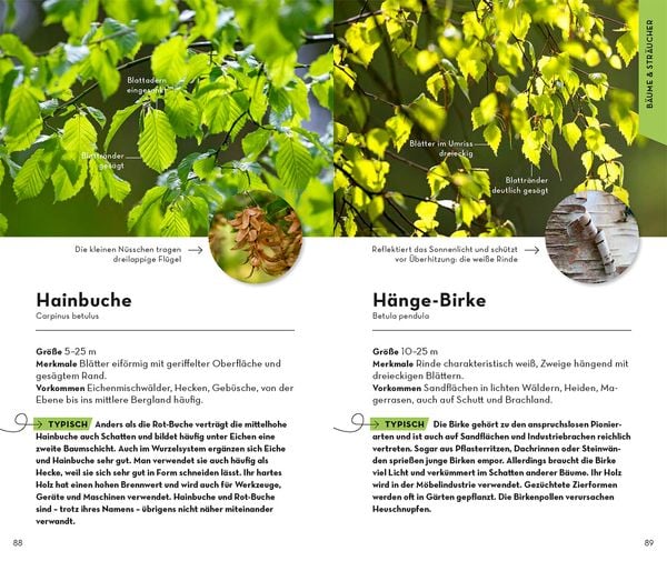 Produktbild: Basic Wald