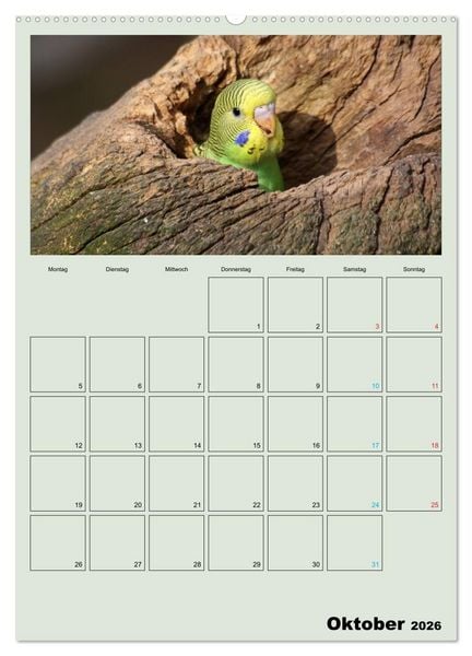 Produktbild: Wellensittiche Terminplaner (hochwertiger Premium Wandkalender 2026 DIN A2 hoch), Kunstdruck in Hochglanz