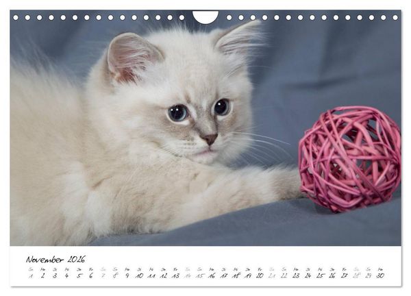 Produktbild: Ragdoll Kitten (Wandkalender 2026 DIN A4 quer), CALVENDO Monatskalender