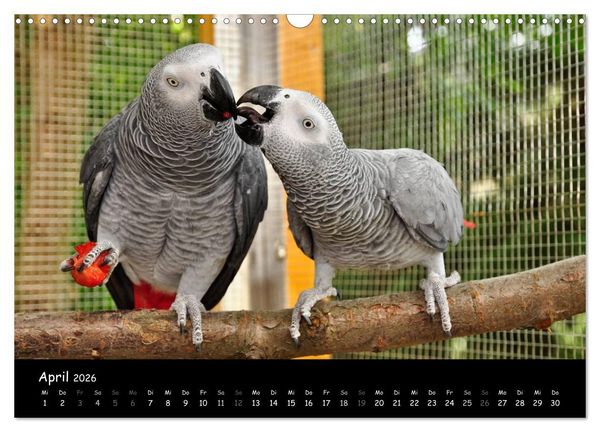 Produktbild: Graupapageien mit Herz (Wandkalender 2026 DIN A3 quer), CALVENDO Monatskalender