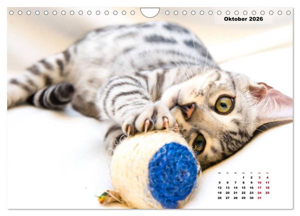 Produktbild: Bengal K&auml;tzchen 2 (Wandkalender 2026 DIN A4 quer), CALVENDO Monatskalender