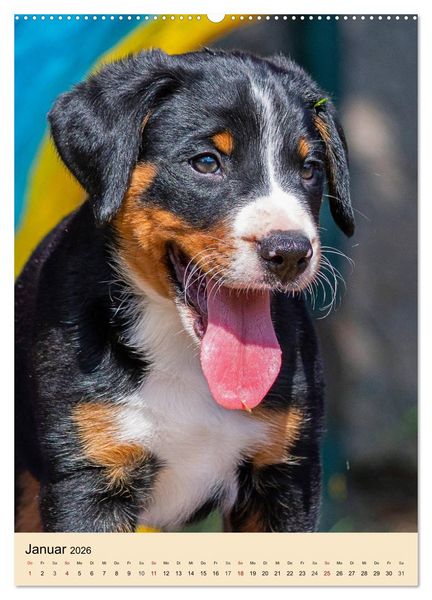 Produktbild: Schweizer Sennenhunde stellen sich vor (Wandkalender 2026 DIN A2 hoch), CALVENDO Monatskalender