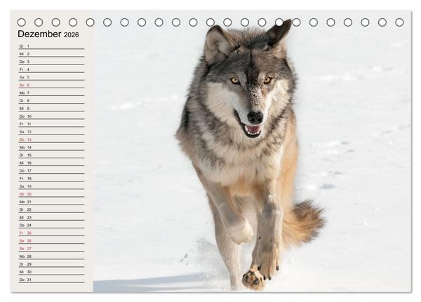 Produktbild: W&ouml;lfe. Verwegene Anmut (Tischkalender 2026 DIN A5 quer), CALVENDO Monatskalender