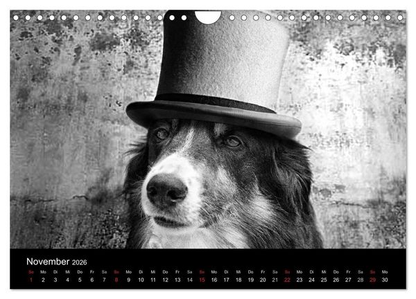 Produktbild: H&uuml;tehunde (Wandkalender 2026 DIN A4 quer), CALVENDO Monatskalender