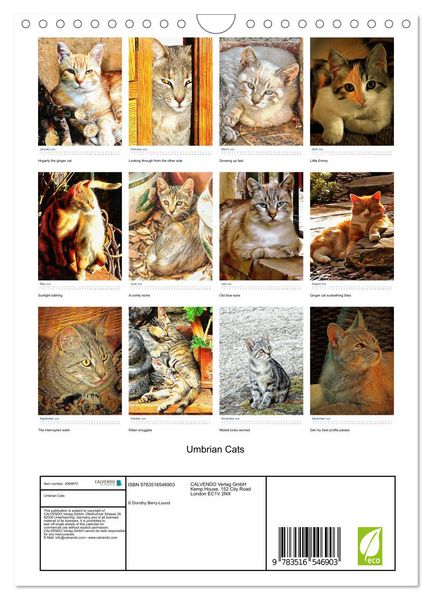 Produktbild: Umbrian Cats (Wall Calendar 2026 DIN A4 portrait), CALVENDO 12 Month Wall Calendar
