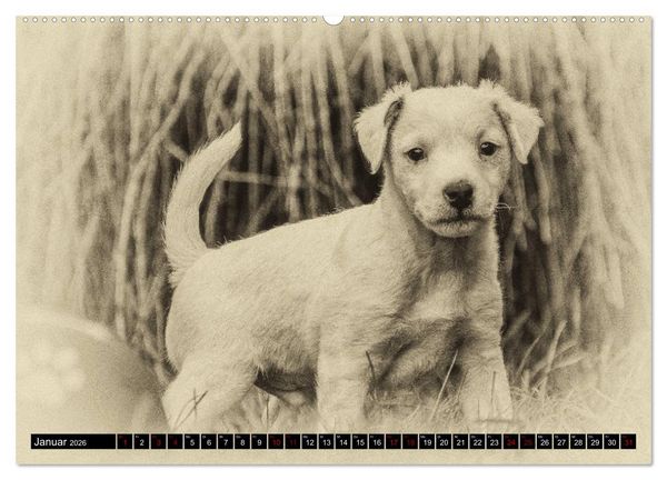 Produktbild: Parson Jack Russel Welpen (Wandkalender 2026 DIN A2 quer), CALVENDO Monatskalender