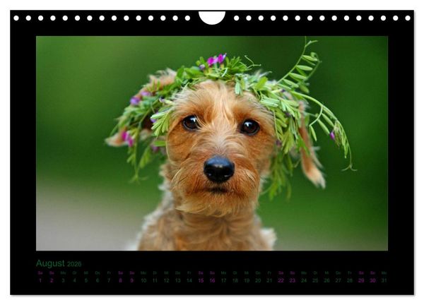 Produktbild: Elli Pirelli... aus dem Leben eines fr&ouml;hlichen Pinscher-Dackel-M&auml;dels (Wandkalender 2026 DIN A4 quer), CALVENDO Monatskalender