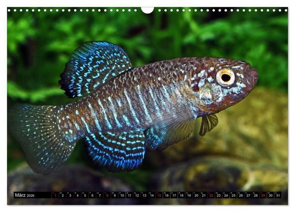 Produktbild: Bunte Fische der Welt - Killifische (Wandkalender 2026 DIN A3 quer), CALVENDO Monatskalender