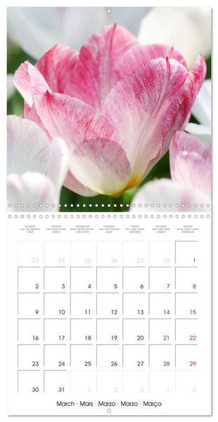 Produktbild: Tulipes &eacute;l&eacute;gantes (Calendrier mural carr&eacute; 2026 30x30 cm) Calendrier double avec une page pour vos prises de notes