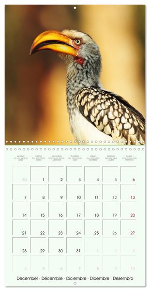 Produktbild: La parade des plumes (Calendrier mural carr&eacute; 2026 30x30 cm) Calendrier double avec une page pour vos prises de notes