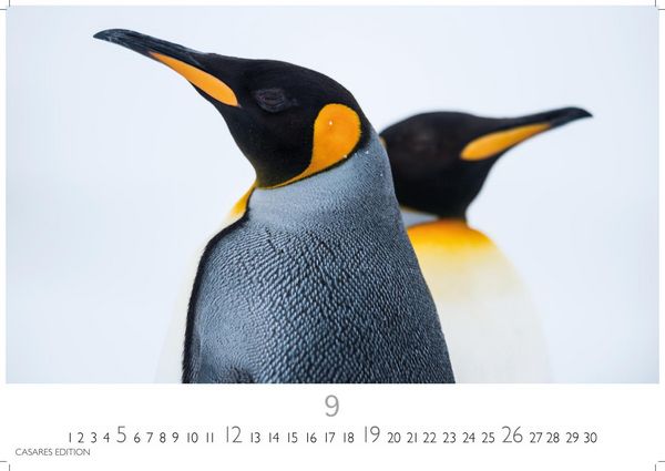 Produktbild: Pinguine Kalender 2027 &ndash; Wandkalender | Fotokalender Tierkalender 24x35cm | . mit niedlichen Pinguin-Motiven im antarktischen Lebensraum.