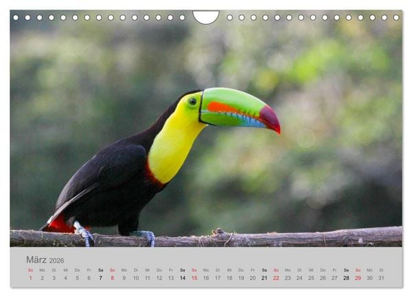 Produktbild: Costa Rica - Exotische V&ouml;gel im Regenwald (Wandkalender 2026 DIN A4 quer), CALVENDO Monatskalender