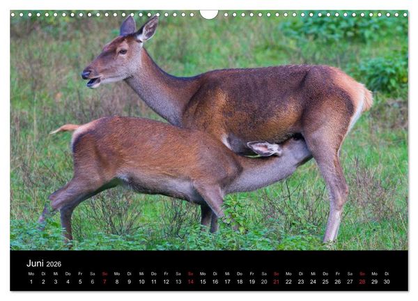 Produktbild: Der Rothirsch, K&ouml;nig der W&auml;lder (Wandkalender 2026 DIN A3 quer), CALVENDO Monatskalender