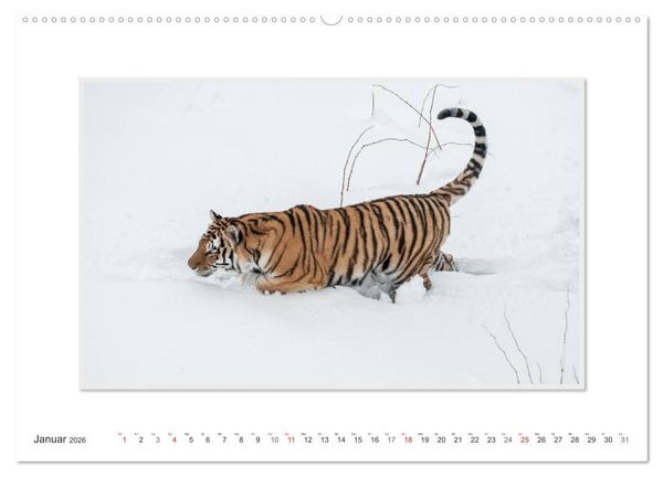 Produktbild: Emotionale Momente: Tiger - Kraft & Sch&ouml;nheit. / CH-Version (Wandkalender 2026 DIN A2 quer), CALVENDO Monatskalender