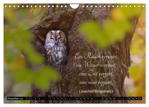 Produktbild: der Waldkauz - Strix Aluco (Wandkalender 2026 DIN A4 quer), CALVENDO Monatskalender