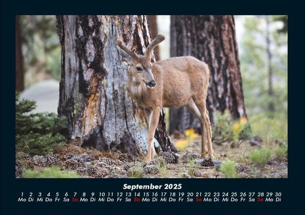 Produktbild: Waldbewohner 2025 Fotokalender DIN A4