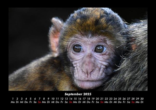 Produktbild: Tierkalender 2025 Fotokalender DIN A3
