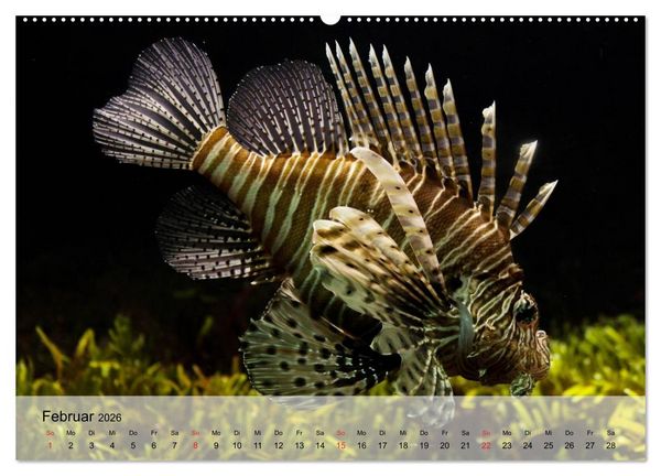 Produktbild: Knallbunte Wasserwelt. Die Welt der Fische (hochwertiger Premium Wandkalender 2026 DIN A2 quer), Kunstdruck in Hochglanz
