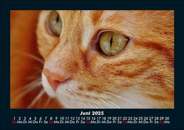 Produktbild: F&uuml;r Katzenfreunde 2025 Fotokalender DIN A5