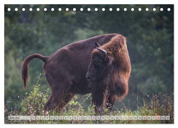 Produktbild: Emotionale Momente: Der Wisent. (Tischkalender 2026 DIN A5 quer), CALVENDO Monatskalender