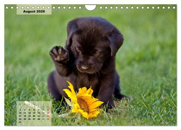 Produktbild: Welpenspa&szlig; (Wandkalender 2026 DIN A4 quer), CALVENDO Monatskalender