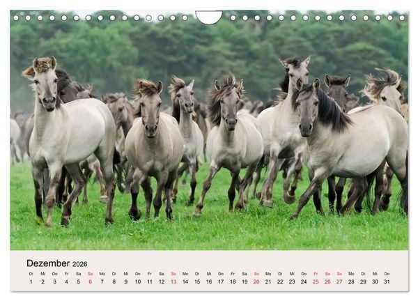 Produktbild: D&uuml;lmener Wildpferde (Wandkalender 2026 DIN A4 quer), CALVENDO Monatskalender