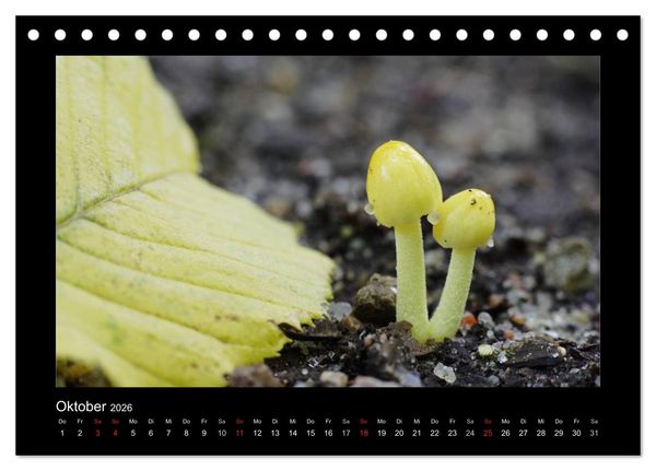 Produktbild: Pilze (Tischkalender 2026 DIN A5 quer), CALVENDO Monatskalender