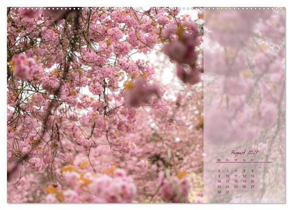 Produktbild: Pretty in Pink - Die Kirschbl&uuml;te (Wandkalender 2027 DIN A2 quer), CALVENDO Monatskalender