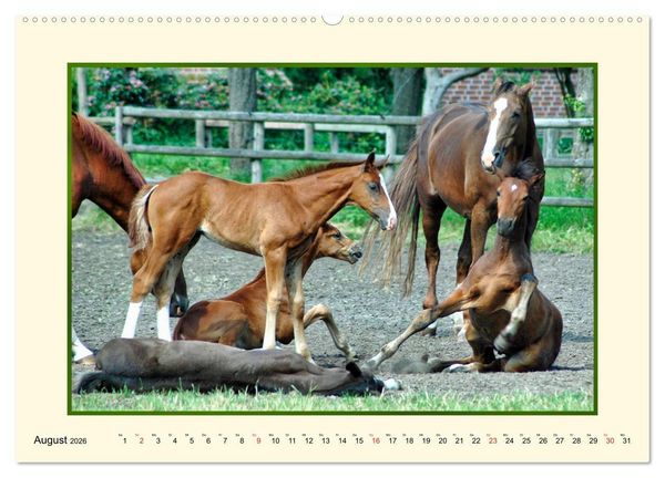 Produktbild: Fr&uuml;hling auf der Pferdeweide (Wandkalender 2026 DIN A2 quer), CALVENDO Monatskalender