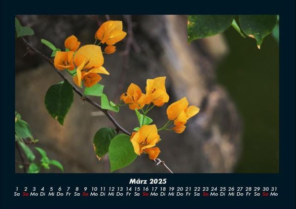 Produktbild: Blumen & Pflanzen 2025 Fotokalender DIN A4
