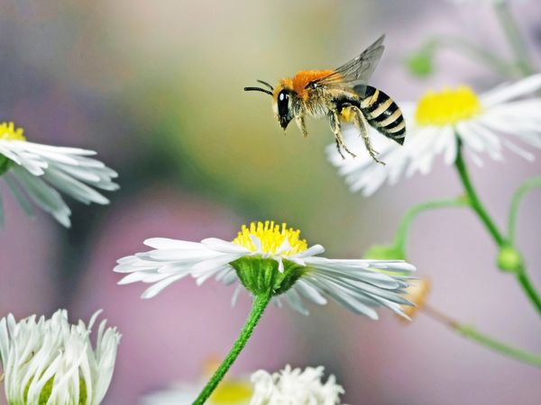 Produktbild: CALVENDO Puzzle Biene und Blumen | 1000 Teile Lege-Gr&ouml;&szlig;e 64x48cm Foto-Puzzle f&uuml;r gl&uuml;ckliche Stunden