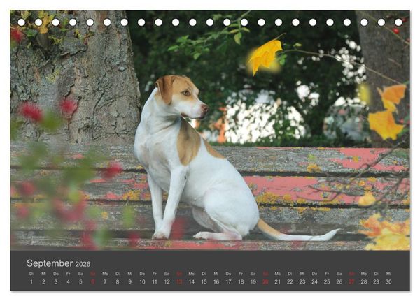 Produktbild: HUNDE LEBEN IST BUNT (Tischkalender 2026 DIN A5 quer), CALVENDO Monatskalender