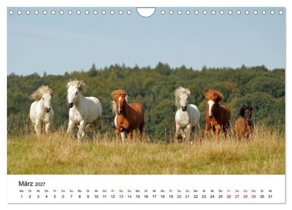Produktbild: Islandpferde - Hufschlag aus Feuer und Eis (Wandkalender 2027 DIN A4 quer), CALVENDO Monatskalender