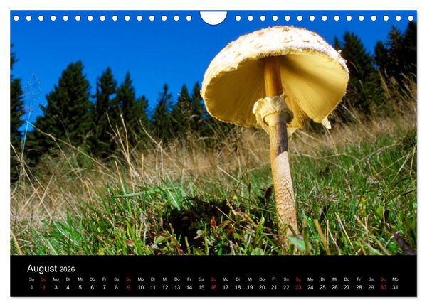 Produktbild: Pilze (Wandkalender 2026 DIN A4 quer), CALVENDO Monatskalender