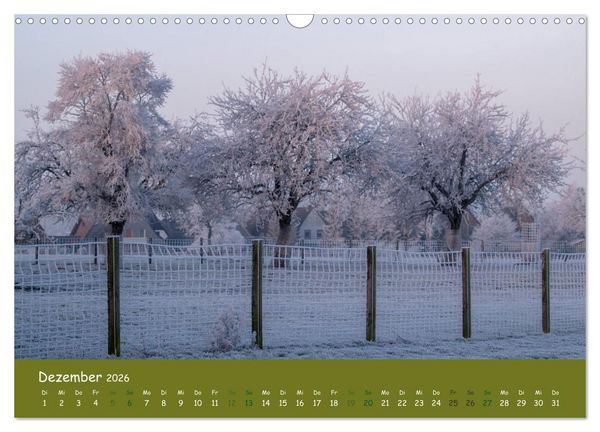 Produktbild: Steink&auml;uze (Athene noctua) (Wandkalender 2026 DIN A3 quer), CALVENDO Monatskalender