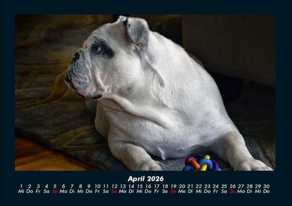 Produktbild: Hundezauber 2026 Fotokalender DIN A4
