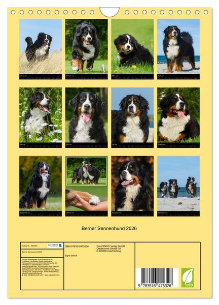 Produktbild: Berner Sennenhund 2026 (Wandkalender 2026 DIN A4 hoch), CALVENDO Monatskalender