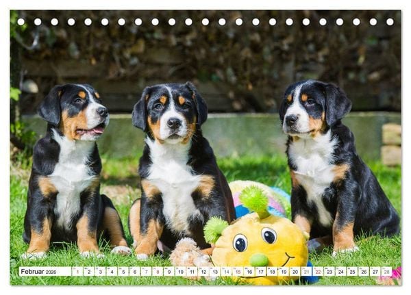 Produktbild: Schweizer Sennenhunde - die Hunde aus den Schweizer Alpen (Tischkalender 2026 DIN A5 quer), CALVENDO Monatskalender