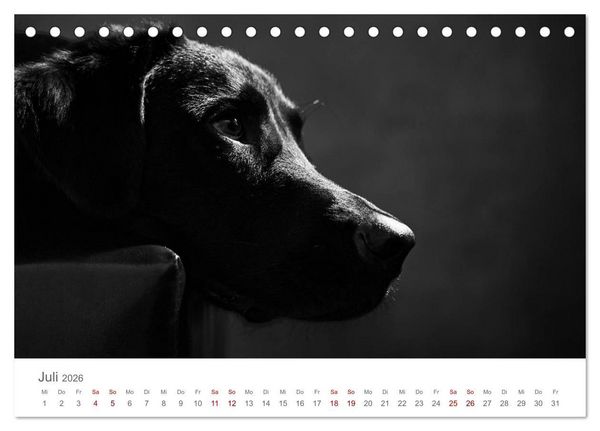 Produktbild: Hundeportraits Fine Art (Tischkalender 2026 DIN A5 quer), CALVENDO Monatskalender