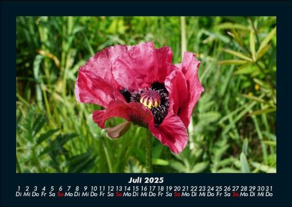 Produktbild: Blumenkalender 2025 Fotokalender DIN A5