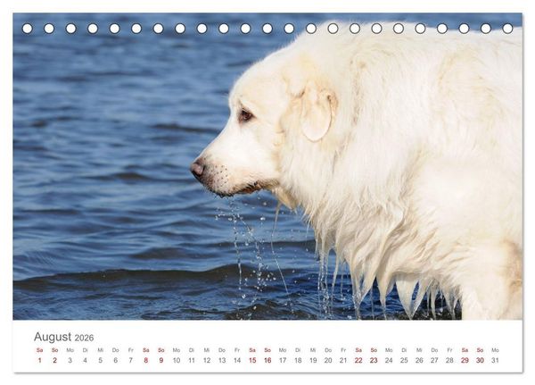 Produktbild: Pyren&auml;enberghunde (Tischkalender 2026 DIN A5 quer), CALVENDO Monatskalender
