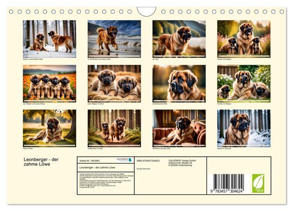 Produktbild: Leonberger - der zahme L&ouml;we (Wandkalender 2026 DIN A4 quer), CALVENDO Monatskalender