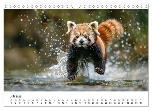 Produktbild: Der Rote Panda (Wandkalender 2026 DIN A4 quer), CALVENDO Monatskalender