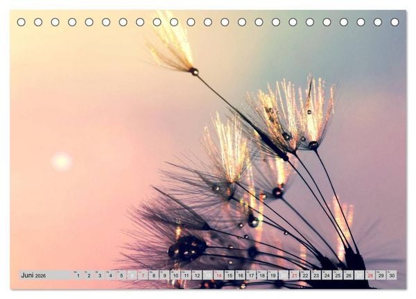 Produktbild: PusteblumenZauber (Tischkalender 2026 DIN A5 quer), CALVENDO Monatskalender