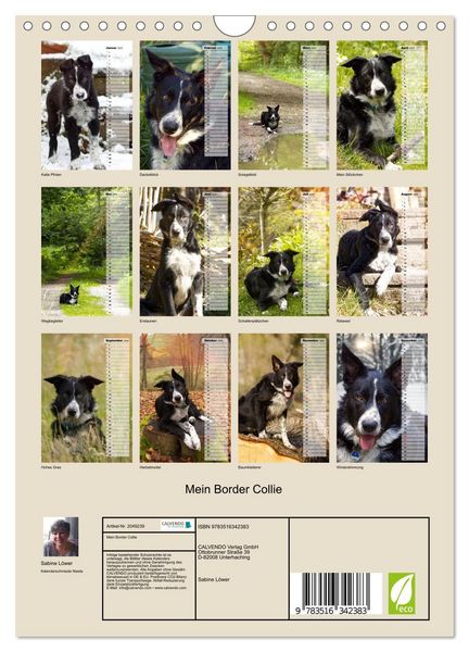 Produktbild: Mein Border Collie (Wandkalender 2026 DIN A4 hoch), CALVENDO Monatskalender