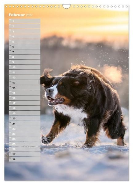 Produktbild: Berner Sennenhunde im Laufe der Jahreszeiten (Wandkalender 2027 DIN A3 hoch), CALVENDO Monatskalender