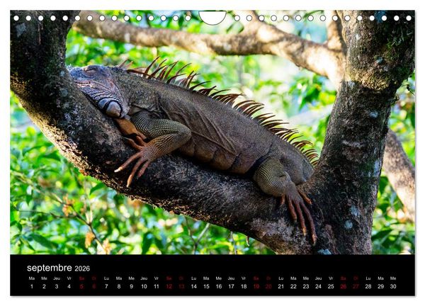 Produktbild: Costa Rica Paradis de la Biodiversit&eacute; (Calendrier mural 2026 DIN A4 vertical), CALVENDO calendrier mensuel