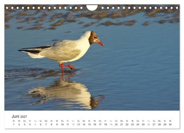 Produktbild: Eiderstedt Impressionen (Wandkalender 2027 DIN A4 quer), CALVENDO Monatskalender