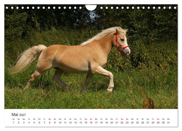Produktbild: Haflinger - blonde Sch&ouml;nheiten (Wandkalender 2027 DIN A4 quer), CALVENDO Monatskalender