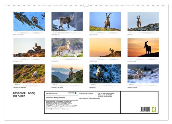 Produktbild: Steinbock - K&ouml;nig der Alpen (Wandkalender 2026 DIN A2 quer), CALVENDO Monatskalender
